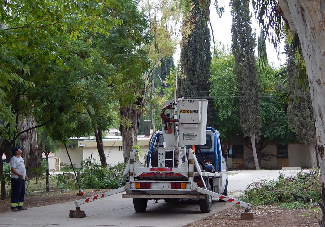 imagen "Hace más de 30 años que no hay una política de arbolado público en Mendoza"