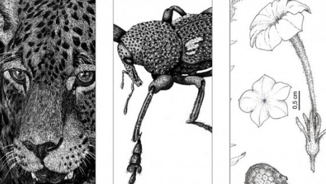 imagen Ilustración científica: la ciencia y el arte combinados