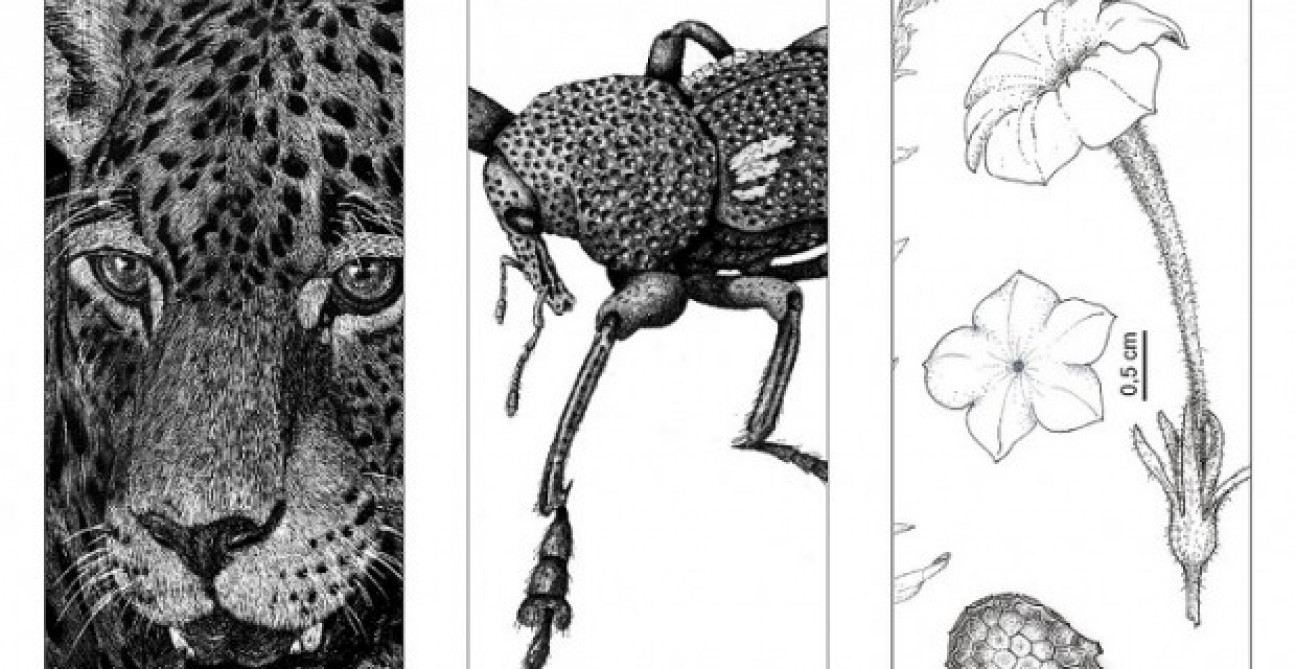 imagen Ilustración científica: la ciencia y el arte combinados