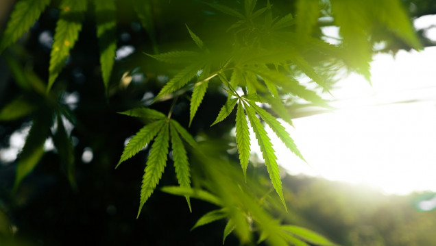imagen Expo Cáñamo 2022: "La idea es mostrar los más de 6000 usos que tiene esta planta, además del medicinal"