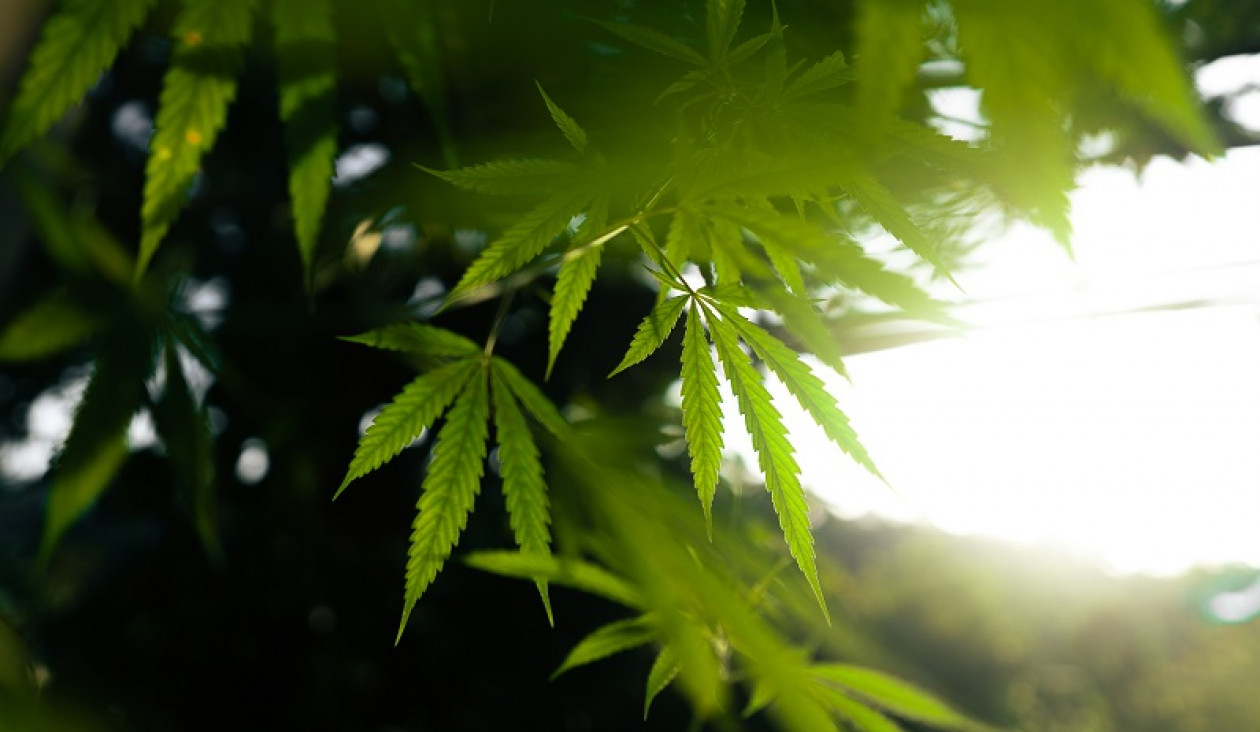 imagen Expo Cáñamo 2022: "La idea es mostrar los más de 6000 usos que tiene esta planta, además del medicinal"