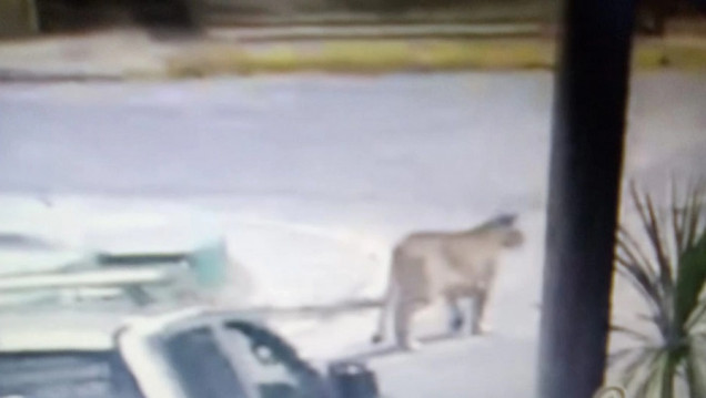 imagen Pumas en Gesell: una explicación a la sorpresiva aparición de estos felinos en la costa