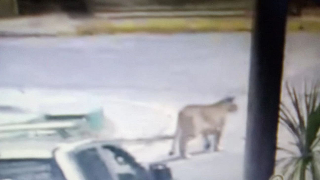 imagen Pumas en Gesell: una explicación a la sorpresiva aparición de estos felinos en la costa