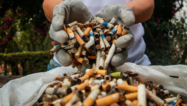 imagen Cómo es que algunos hongos pueden neutralizar colillas de cigarrillo para preservar el medio ambiente