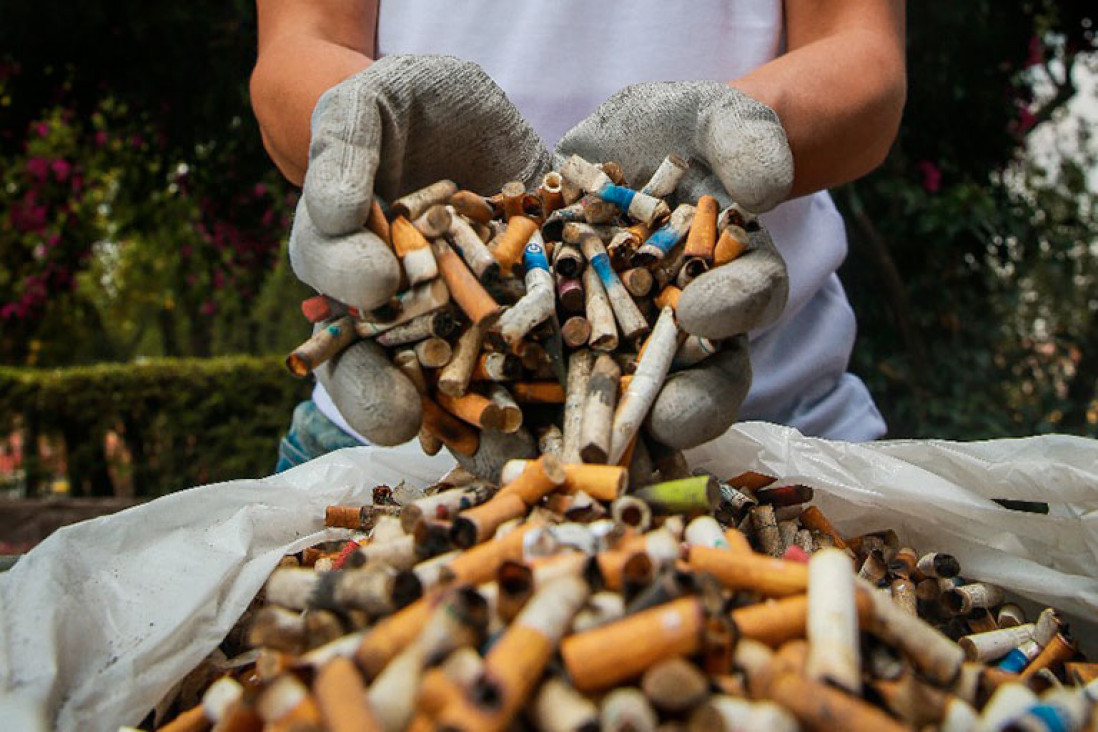 imagen Cómo es que algunos hongos pueden neutralizar colillas de cigarrillo para preservar el medio ambiente
