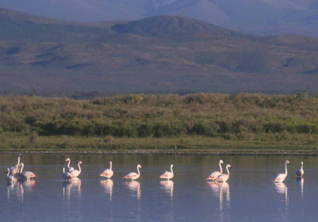 imagen Preocupación por la laguna Llancanelo y la crisis hídrica provincial