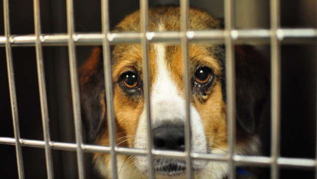 imagen Godoy Cruz prohibió la exhibición de animales en los petshops del municipio