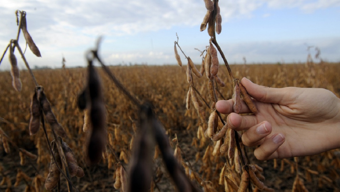 imagen El sector agropecuario, "preocupado" por el dólar y la vuelta al FMI