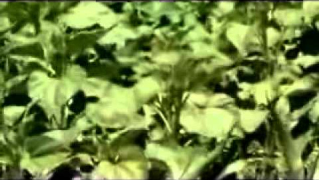 imagen Guido Bilbao y un documental sobre el glifosato que duele