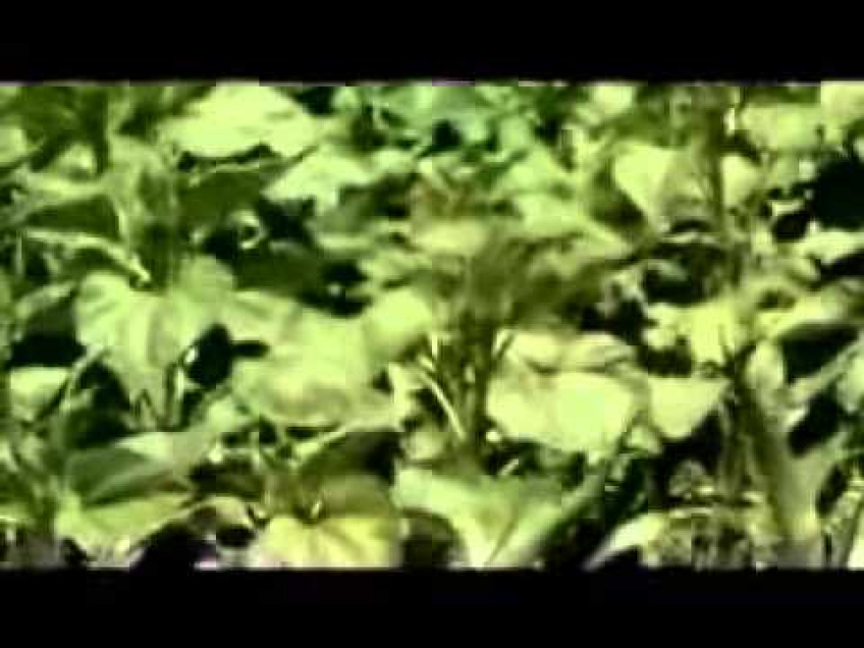 imagen Guido Bilbao y un documental sobre el glifosato que duele