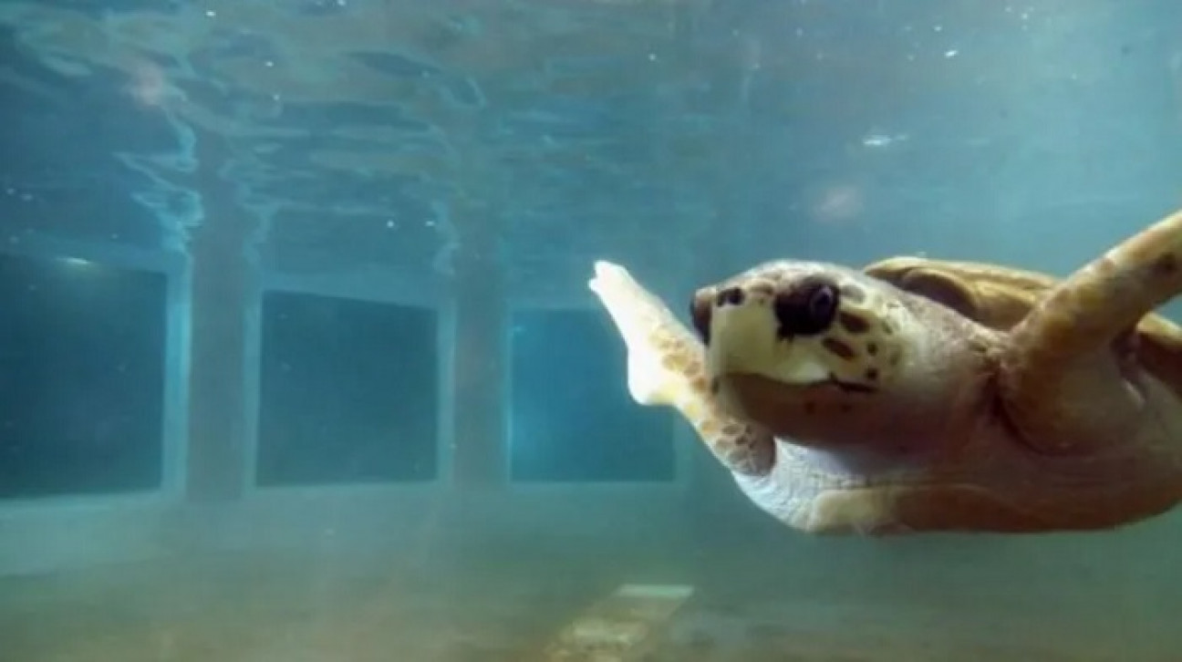 imagen Ante la reconfiguración del Acuario, insisten en el traslado del tortugo Jorge