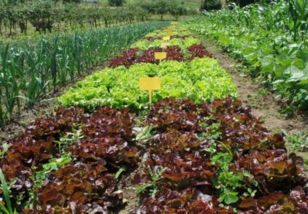 imagen Columna Ecológica en LA POSTA