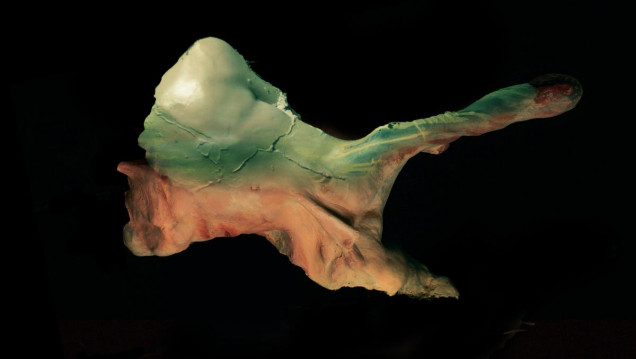 imagen "Vasto Drama", la exposición que distorsiona la anatomía humana