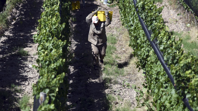 imagen El "dólar Malbec" y la ampliación de fondos para el sector vitivinícola, según la Coviar