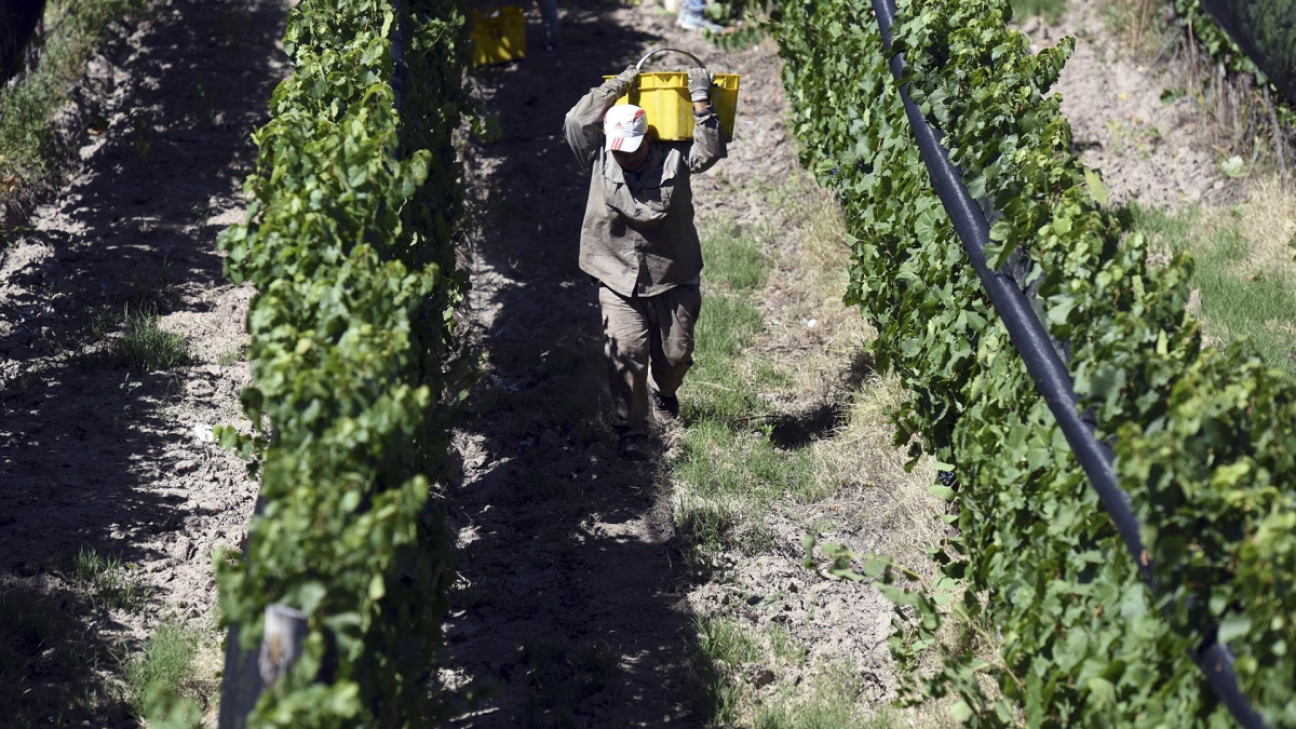 imagen El "dólar Malbec" y la ampliación de fondos para el sector vitivinícola, según la Coviar