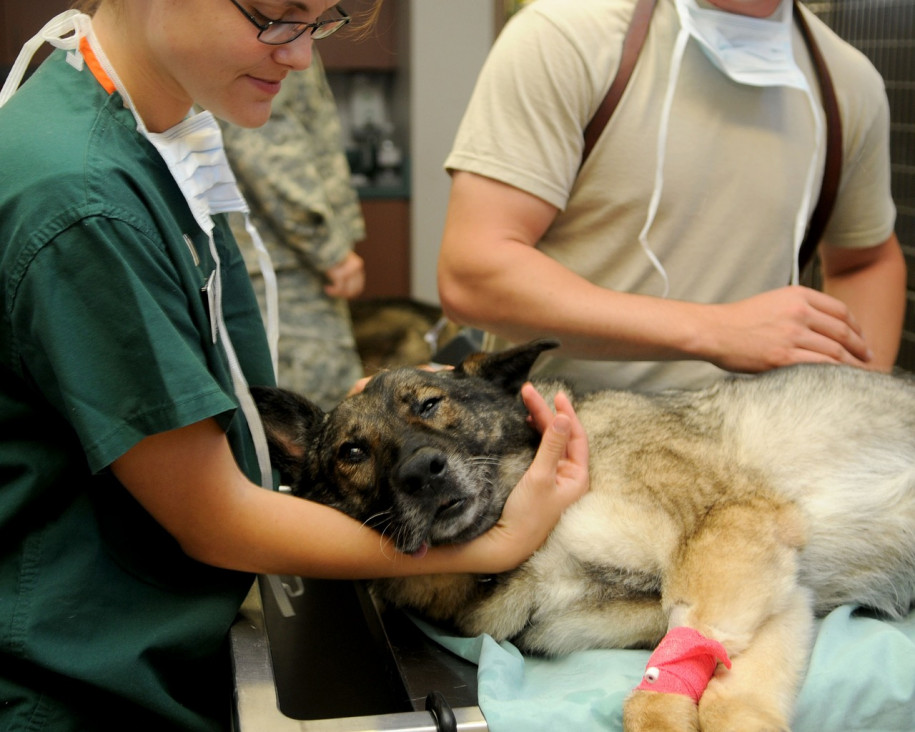 imagen "Para la oncología veterinaria no poder disponer de medicamentos de medicina humana, sería trágico"