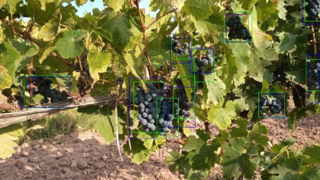 imagen UNCUYO: utilizan la inteligencia artificial para mejorar el pronóstico de cosecha de la vid