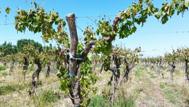 imagen Para la Federación Agraria Argentina, las medidas de Massa no beneficiarán a Mendoza 