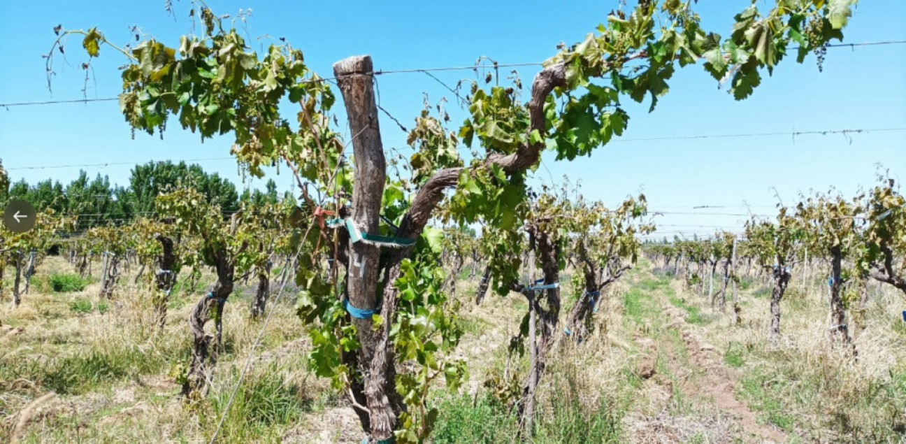 imagen Para la Federación Agraria Argentina, las medidas de Massa no beneficiarán a Mendoza 
