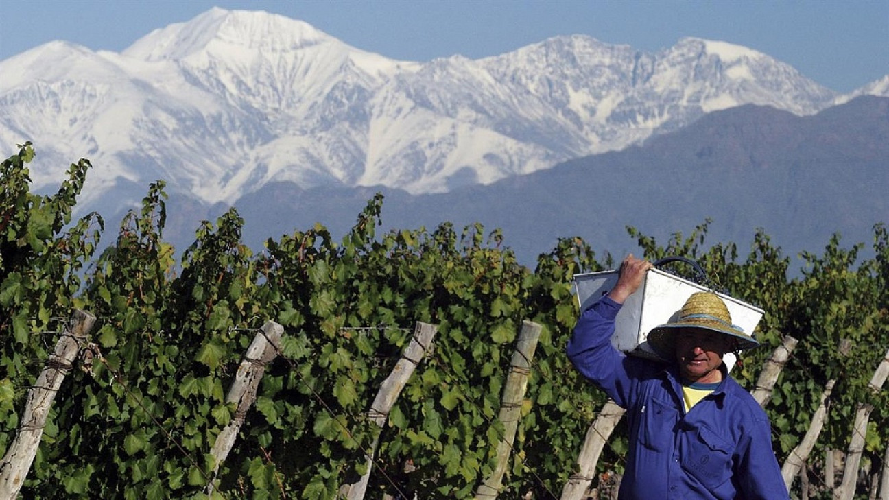 imagen ¿Cómo afecta la crisis económica a la vitivinicultura?