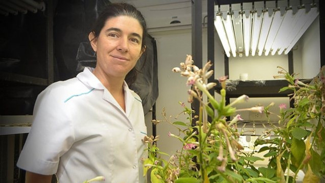 imagen Descubrimiento científico sobre un caso de transferencia de genes horizontal entre plantas de distintas especies