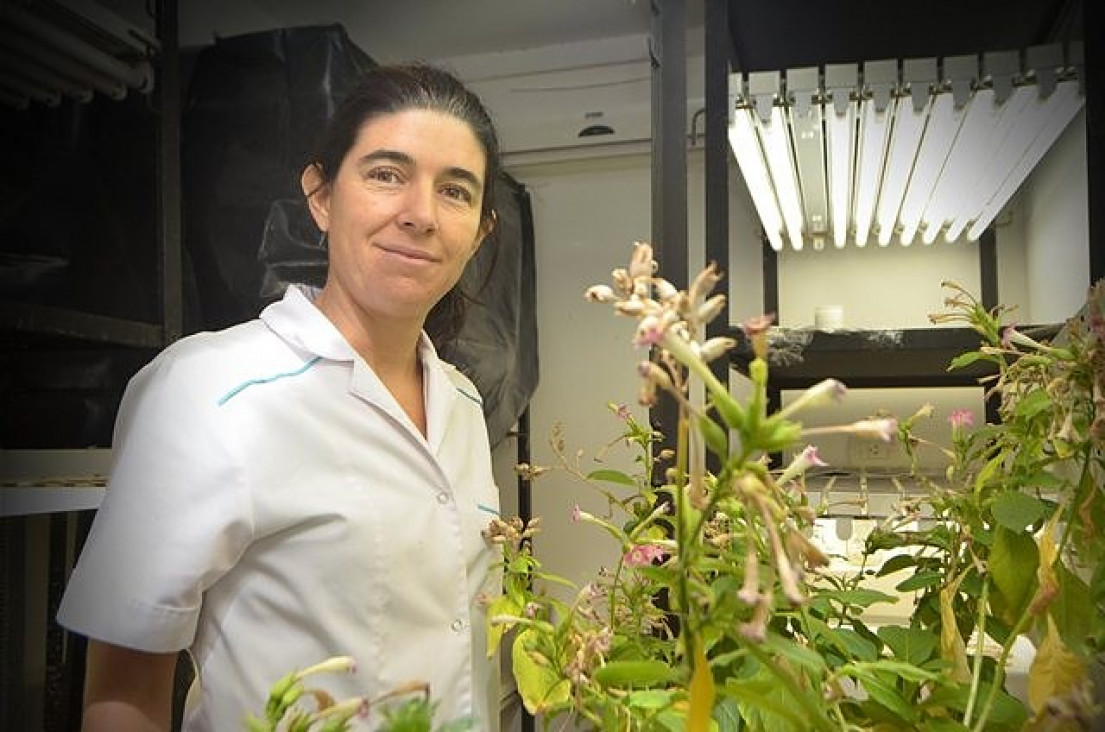 imagen Descubrimiento científico sobre un caso de transferencia de genes horizontal entre plantas de distintas especies