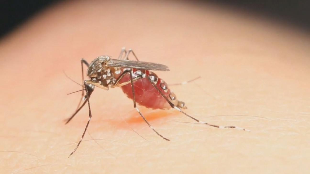 imagen Precaución y Prevención ante el virus del Zika