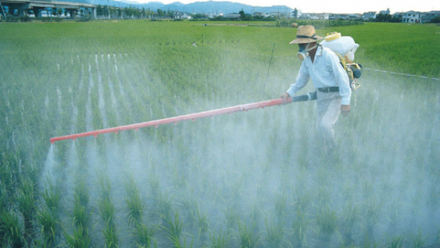 imagen Investigan si los pesticidas determinan las microcefalia en casos de virus zika