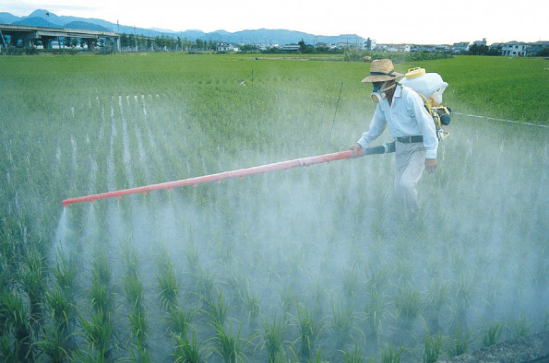 imagen Investigan si los pesticidas determinan las microcefalia en casos de virus zika