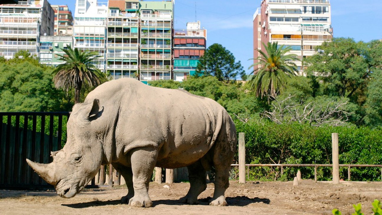 imagen El Zoo de Buenos Aires se convertirá en un Ecoparque interactivo