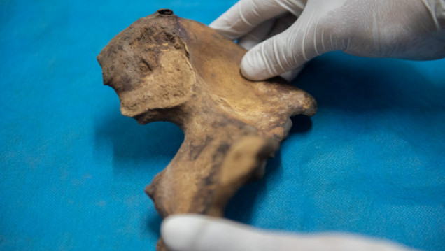 imagen Un taller pondrá la lupa en los métodos para relevar y estudiar restos humanos arqueológicos