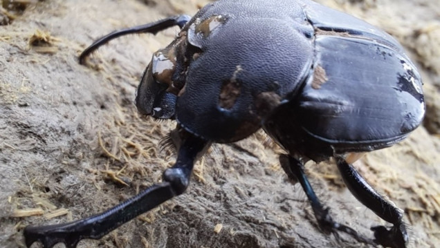 imagen Amplían estudios sobre una especie de escarabajos clave para la ganadería sustentable