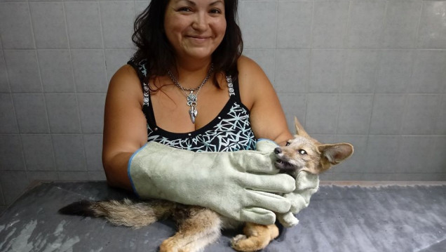 imagen Por el avance de los barrios, hay cada vez más zorros en zonas urbanas
