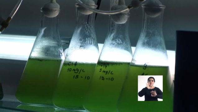 imagen Microalgas para biocombustibles