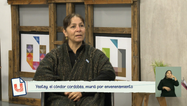 imagen Animales y agrotóxicos: Yastay, el cóndor cordobés, murió por envenenamiento