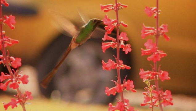 imagen Día de la Primavera