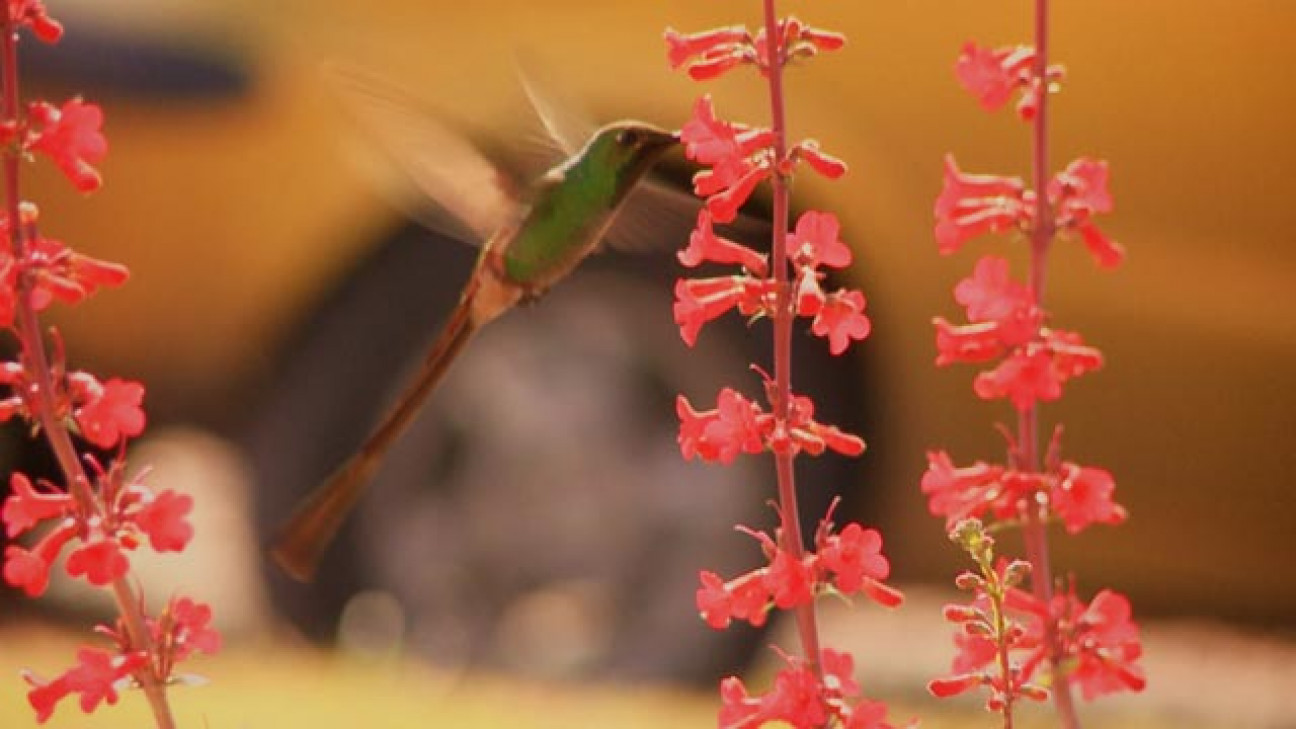 imagen Día de la Primavera