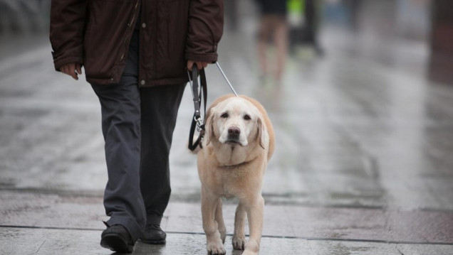 imagen Mendoza avanza para habilitar por ley que los perros guía circulen en espacios públicos