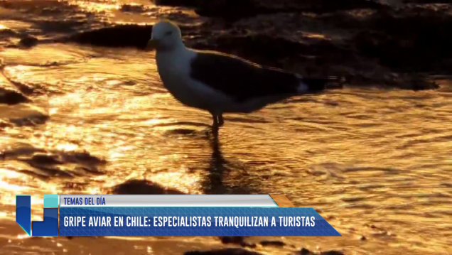 imagen Gripe Aviar en Chile: Recomendación para turistas