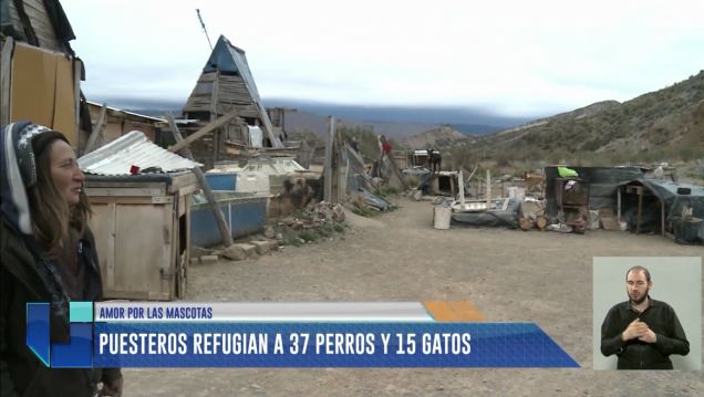 imagen Amor por los animales: una pareja da refugio a 37 perros y 15 gatos en Cacheuta
