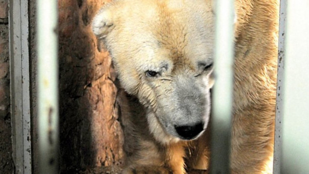 imagen Confirmado: el oso Arturo será enterrado