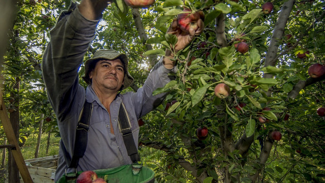 imagen El calor inusual de la primavera adelantó la floración y compromete la calidad de los frutos