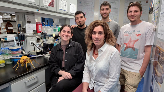 imagen Descrubren cómo cambian ciertas neuronas que regulan el reloj biológico 