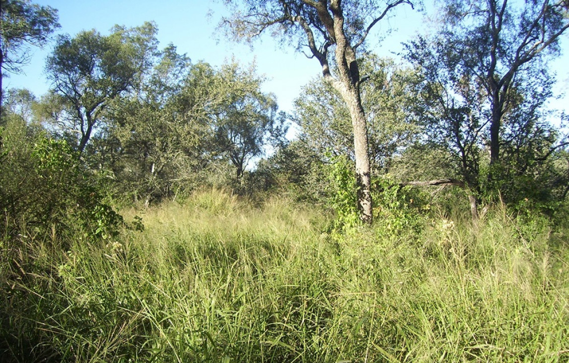 imagen Impulsan modificar autorizaciones de quema de tierras y regulan ley de desmonte de bosques nativos