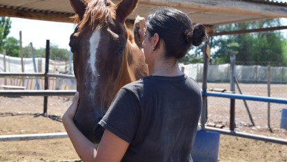 imagen Tracción a sangre: ¿qué sucede con los caballos rescatados?