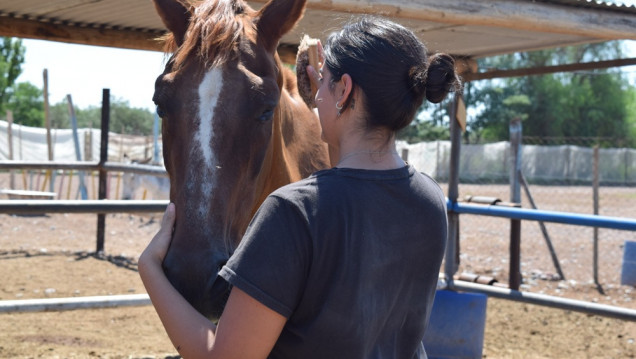 imagen Tracción a sangre: ¿qué sucede con los caballos rescatados?