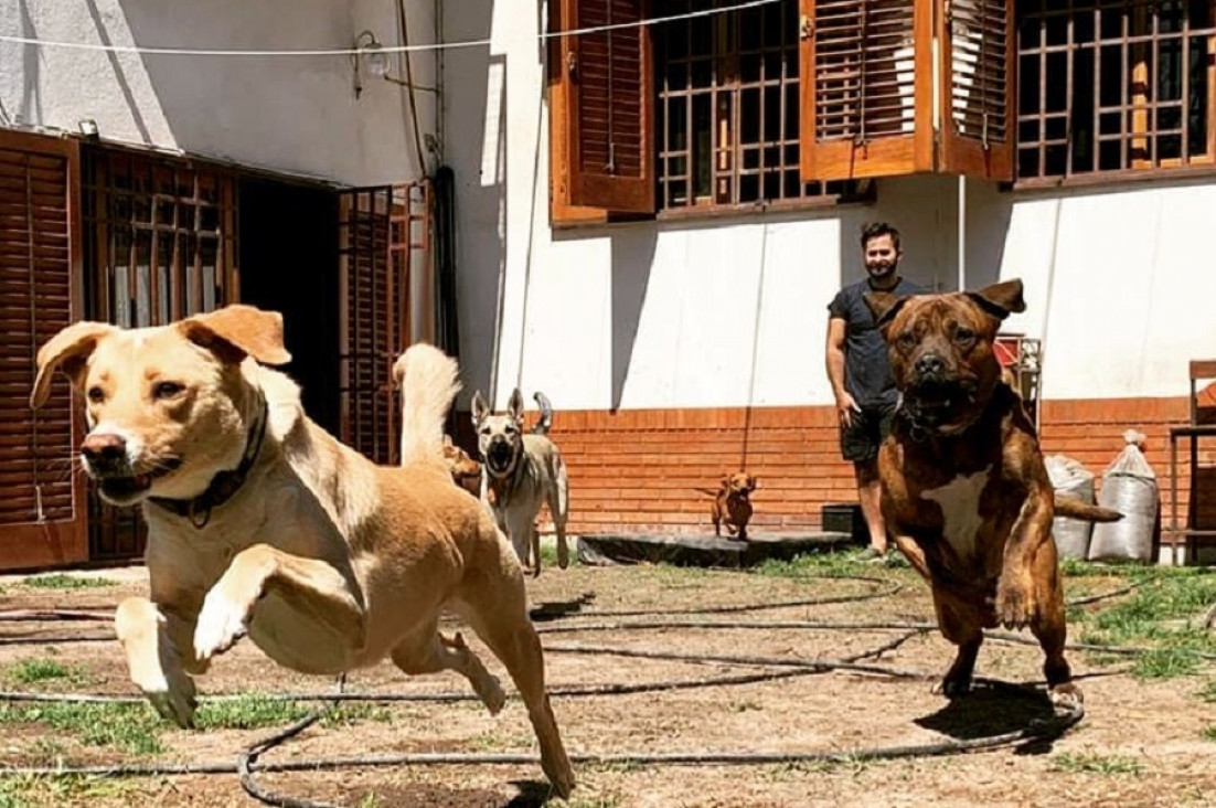 imagen Cada vez con más demanda: cómo son y cuánto cuestan los hoteles para perros y gatos