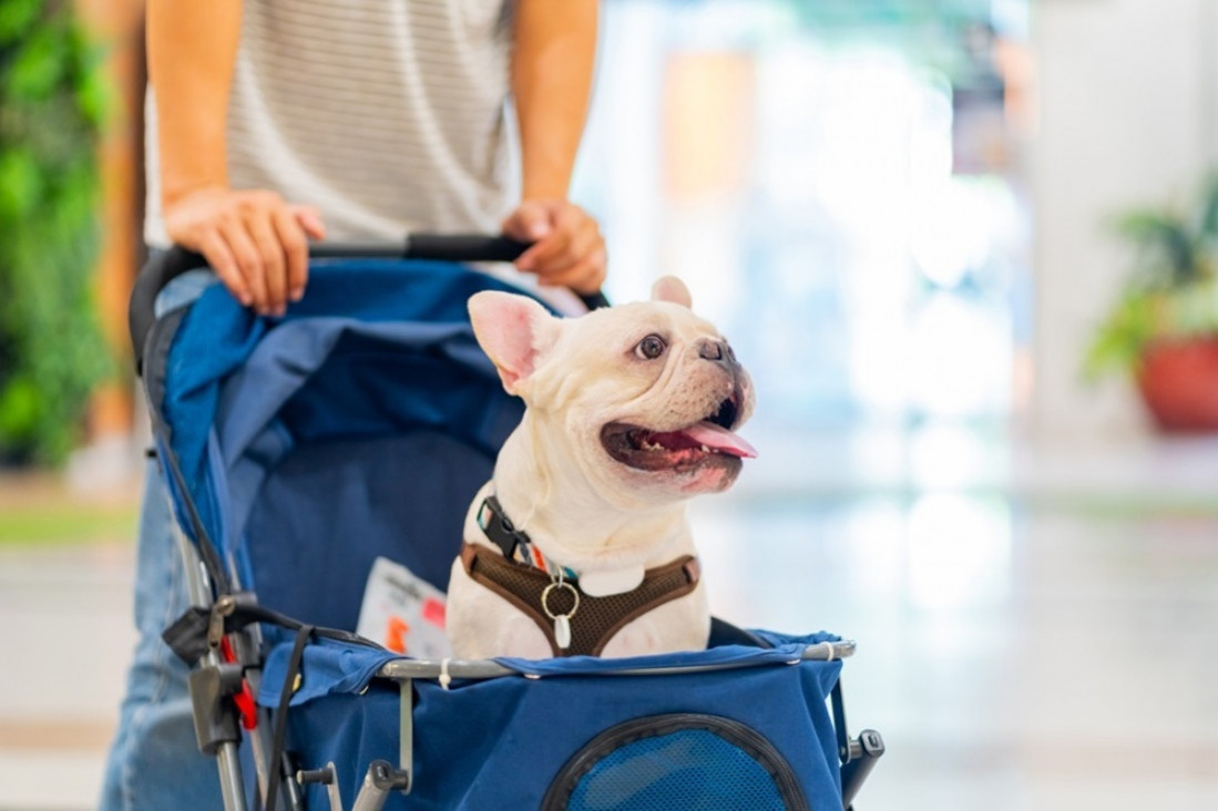 imagen ¿Qué tan recomendable es humanizar a las mascotas?