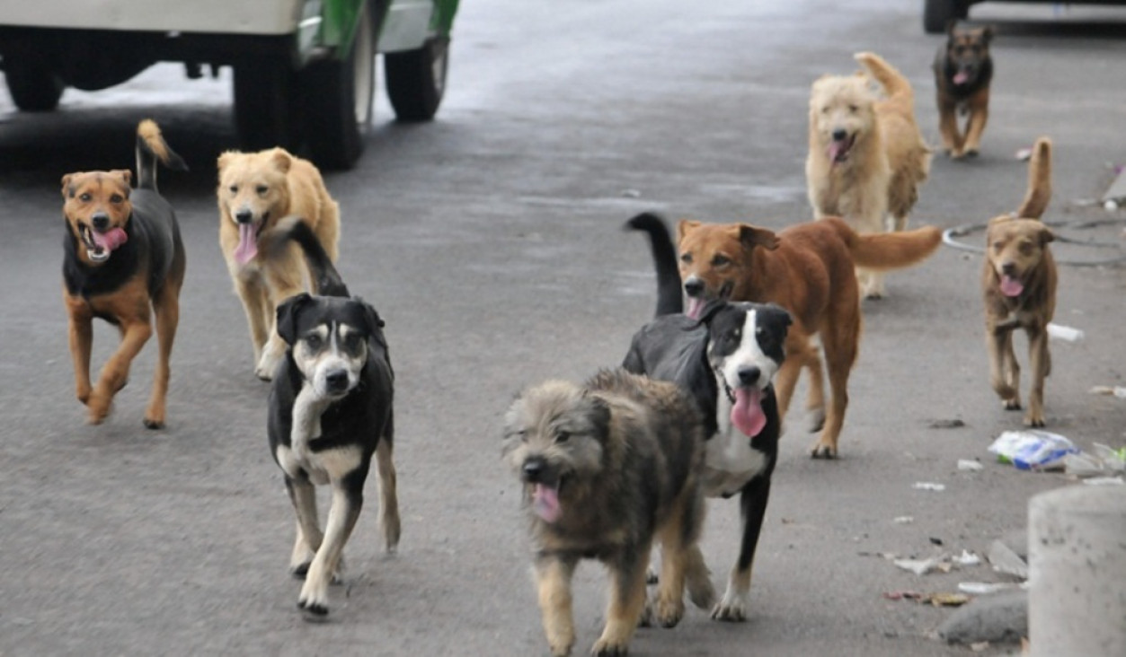 imagen Guaymallén implementa nueva modalidad para esterilizaciones gratuitas de perros y gatos