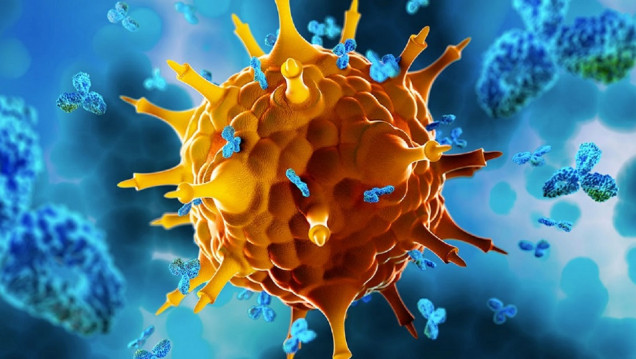 imagen Nobel de Medicina: desde Conicet, explican el descubrimiento que mantiene bajo control el sistema inmune